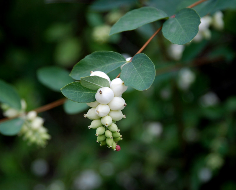 Image of Symphoricarpos albus var. laevigatus specimen.