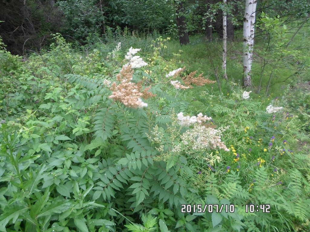 Image of Sorbaria sorbifolia specimen.