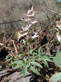 Corydalis ruksansii. Цветущее растение. Южный Казахстан, Таласский Алатау, запов. Аксу-Жабаглы, ущ. Талдыбулак, 1300 м н.у.м. 16 апреля 2012 г.