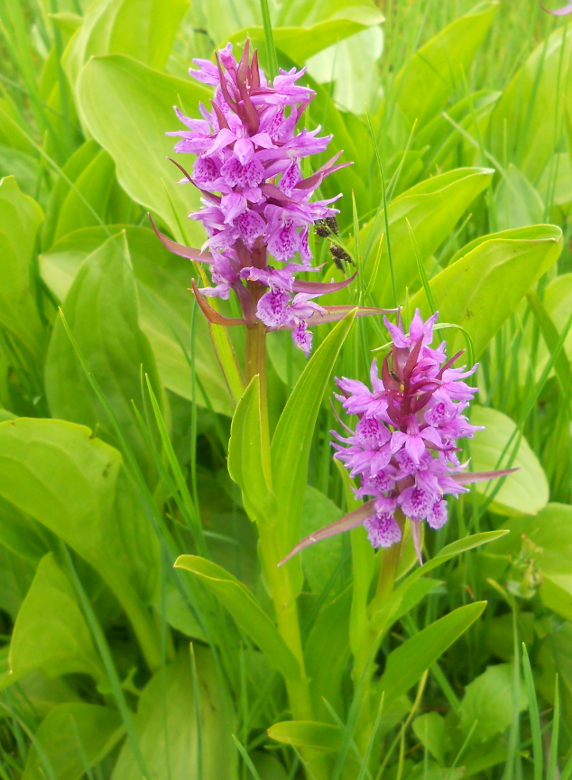 Изображение особи Dactylorhiza euxina.