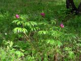 Paeonia anomala