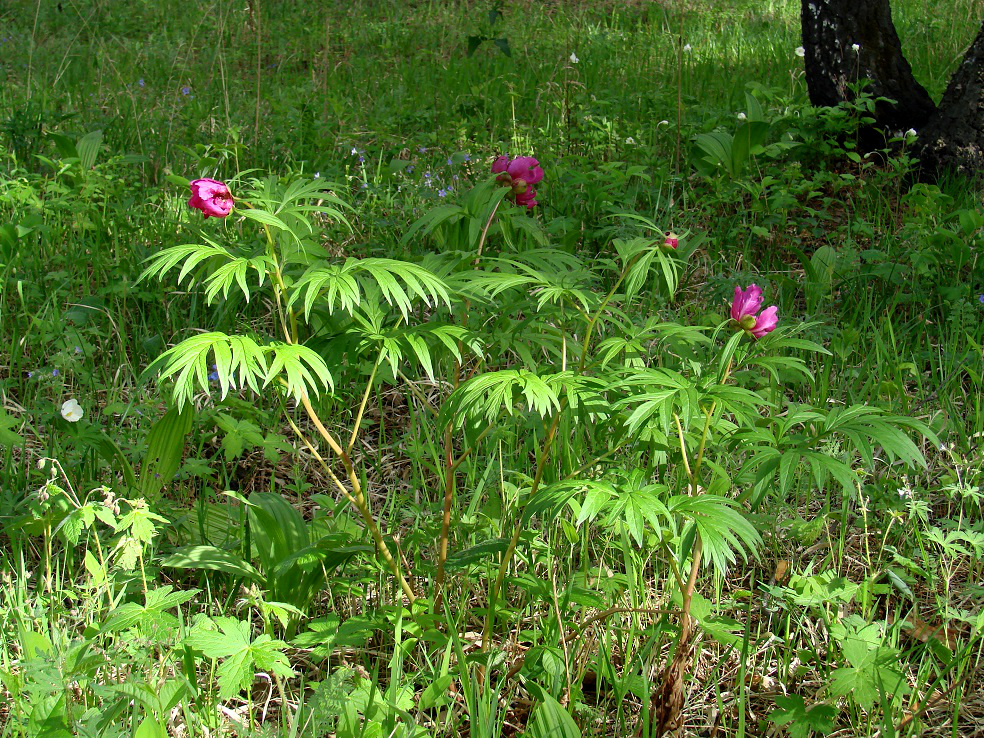 Изображение особи Paeonia anomala.