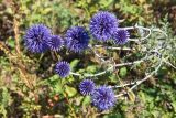 Echinops tataricus. Соцветия. Татарстан, Нижнекамский р-н, дер. Благодатная, южный склон. 22 августа 2015 г.