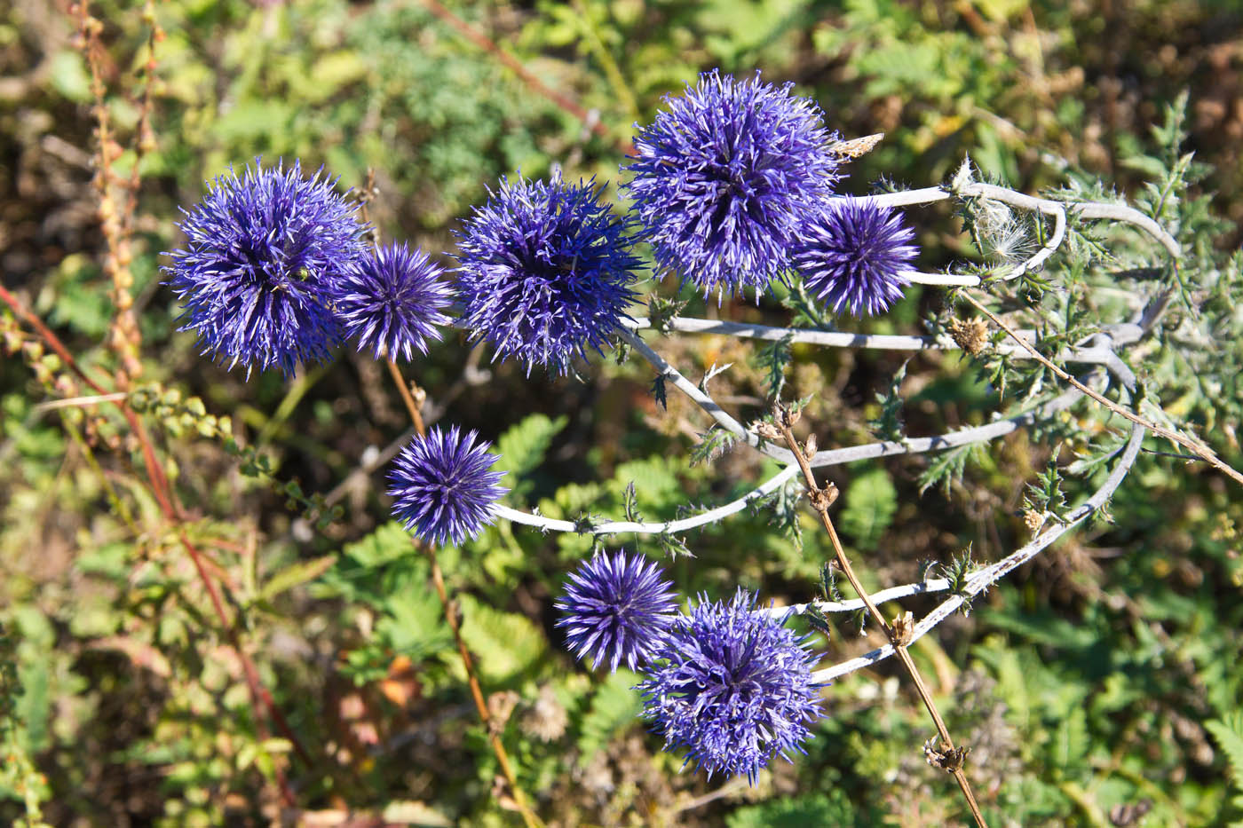 Изображение особи Echinops tataricus.