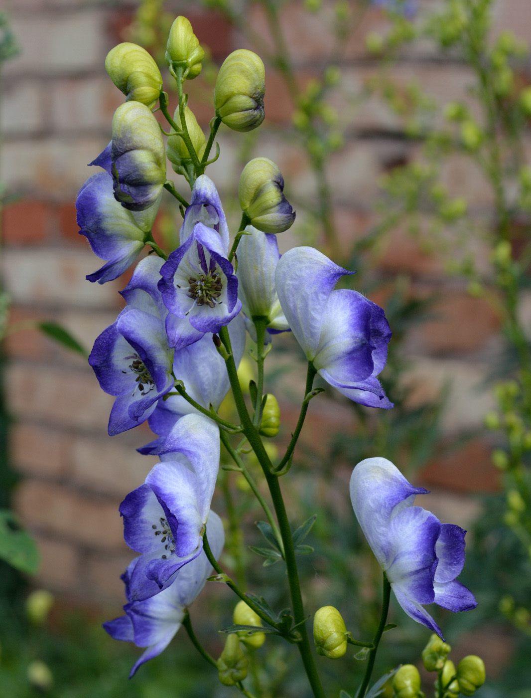 Изображение особи Aconitum &times; stoerkianum.