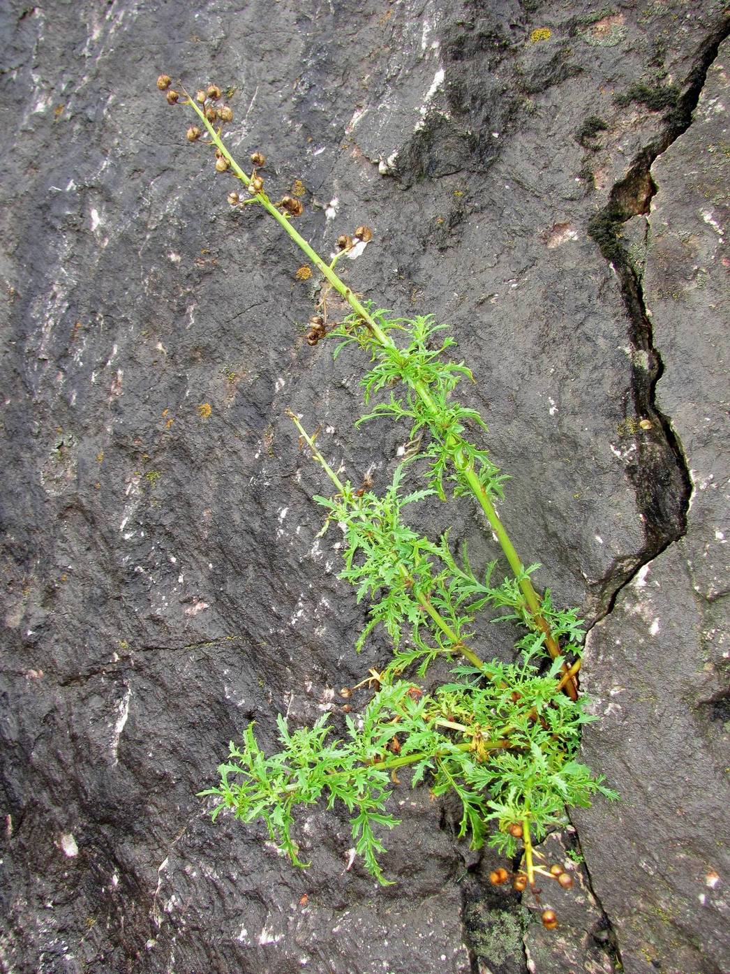 Image of Scrophularia multicaulis specimen.