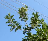 Cupaniopsis anacardioides