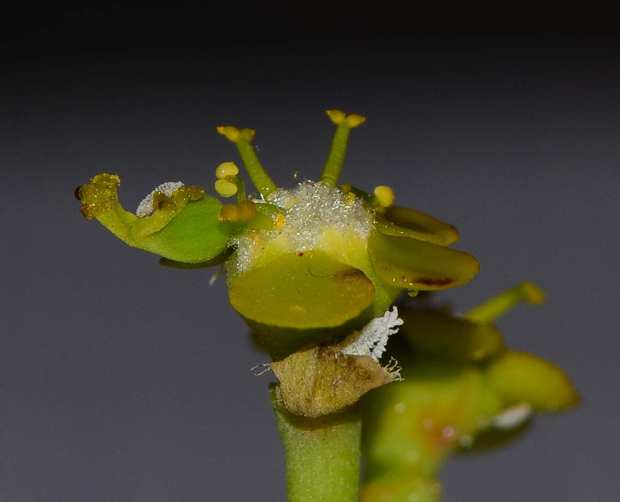 Image of Euphorbia schimperi specimen.