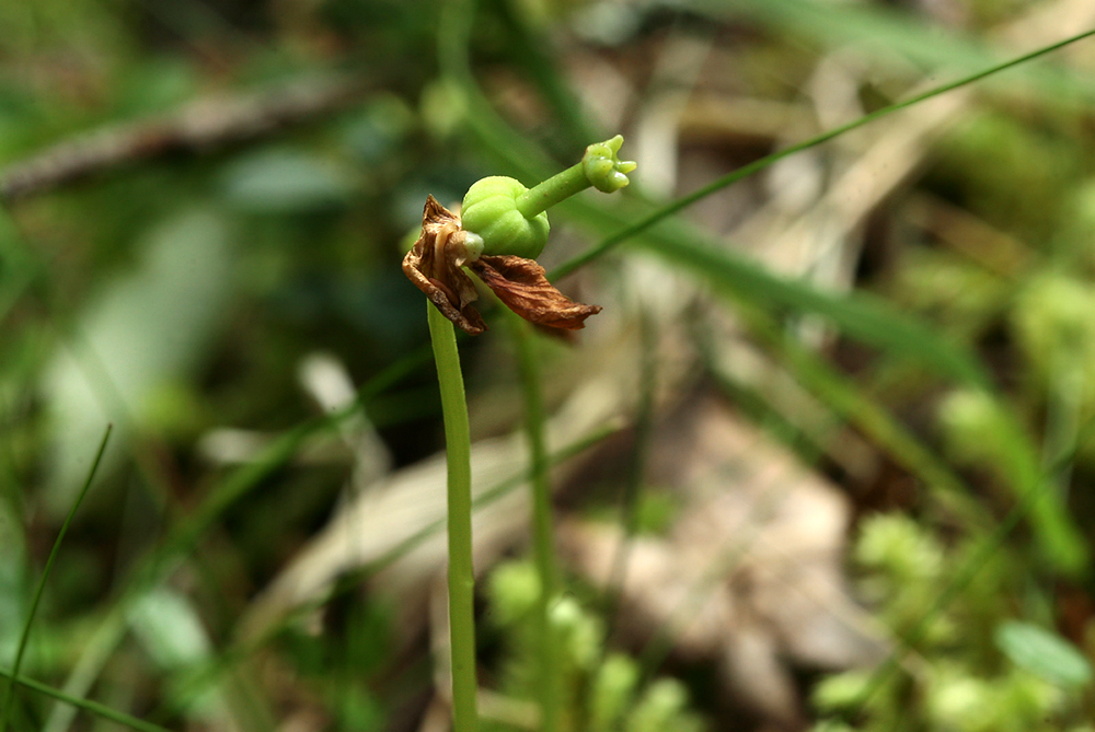 Image of Moneses uniflora specimen.