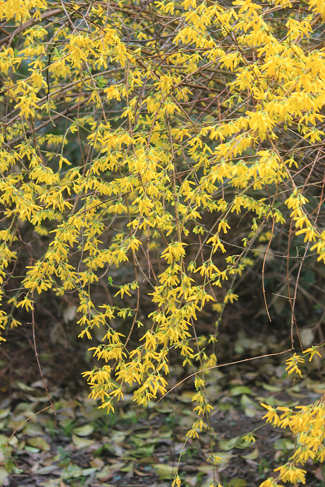 Изображение особи Forsythia suspensa.