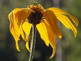 Helianthus tuberosus. Соцветие. Санкт-Петербург. 12 сентября 2009 г.