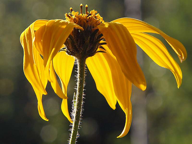 Изображение особи Helianthus tuberosus.