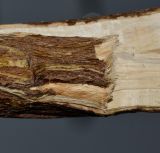 Heterotheca subaxillaris