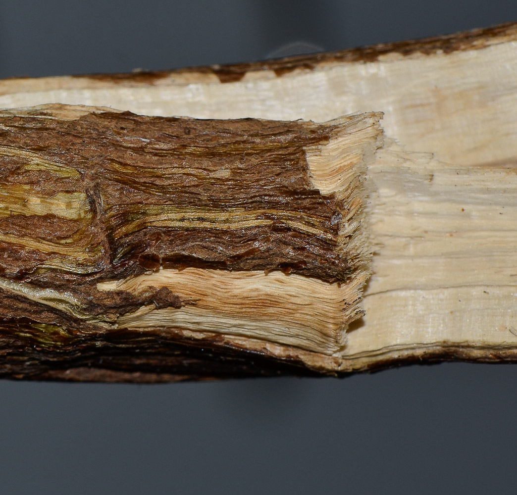 Image of Heterotheca subaxillaris specimen.