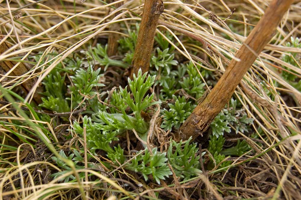 Изображение особи Artemisia commutata.