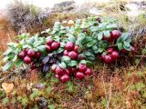 Vaccinium vitis-idaea var. minus