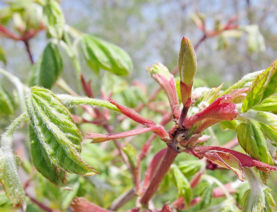 Изображение особи Acer japonicum.