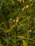 Erigeron annuus subspecies lilacinus. Средняя часть растения. Башкирия, Ишимбайский р-н, окр. села Ишеево. 27.09.2009.