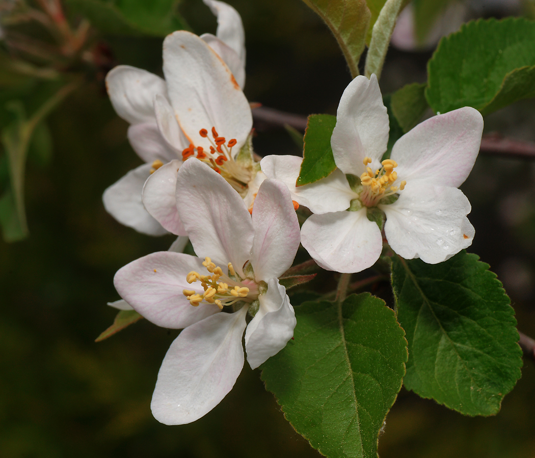 Изображение особи Malus domestica.