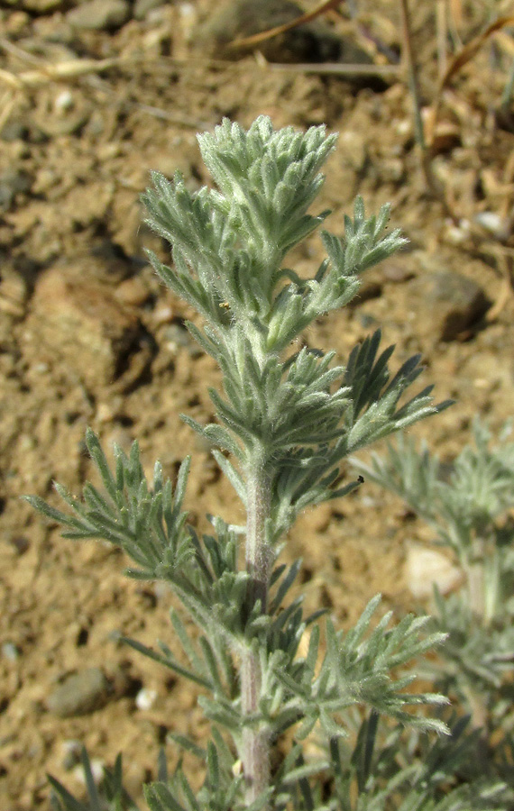 Image of Artemisia marschalliana specimen.