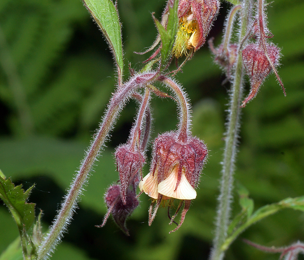 Image of Geum rivale specimen.