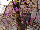Rhododendron mucronulatum. Цветущее растение. Приморье, окр. г. Находка, р-н бухты Отрада, на скалах, осеннее цветение. 04.11.2015.