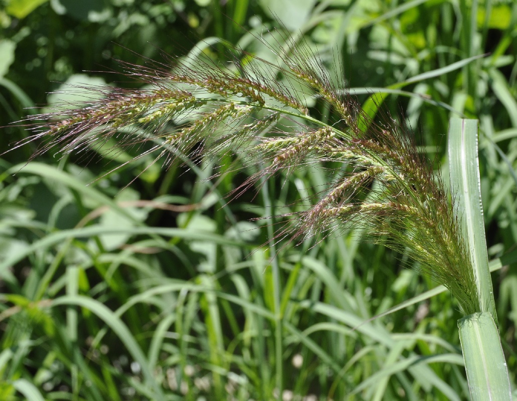 Image of Echinochloa crus-galli specimen.