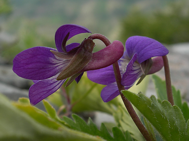 Изображение особи Viola incisa.