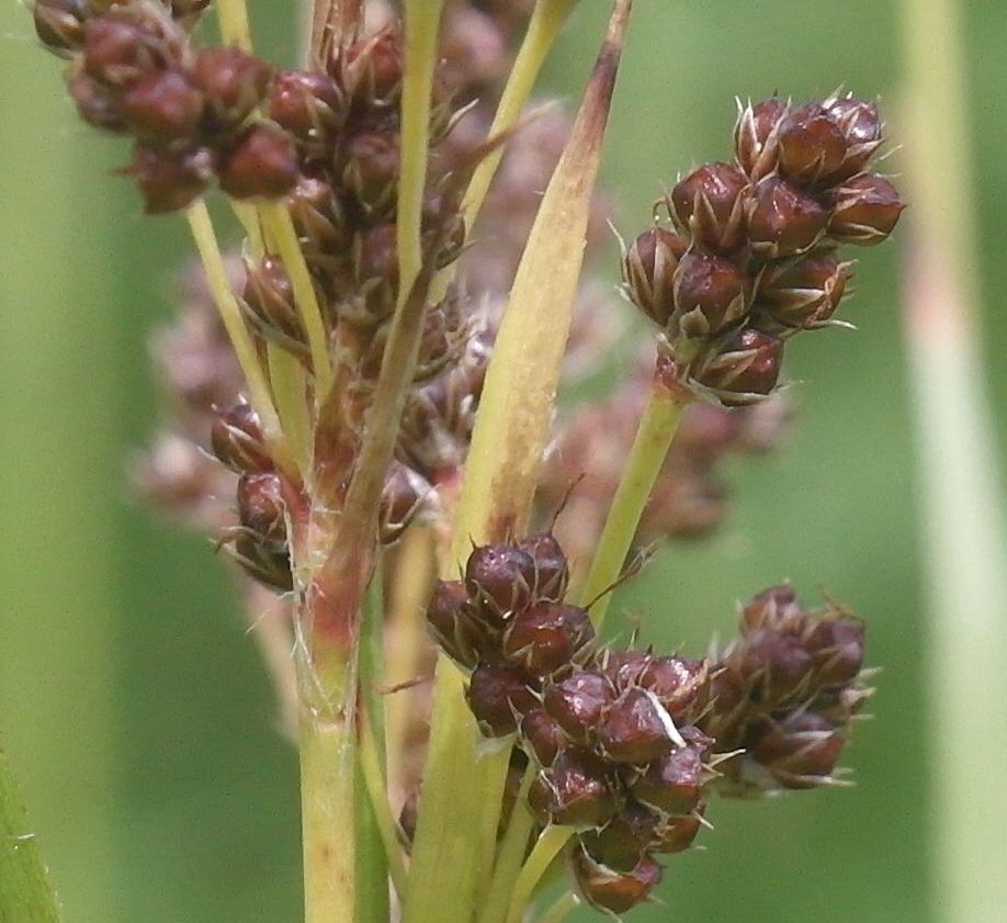 Image of Luzula multiflora specimen.