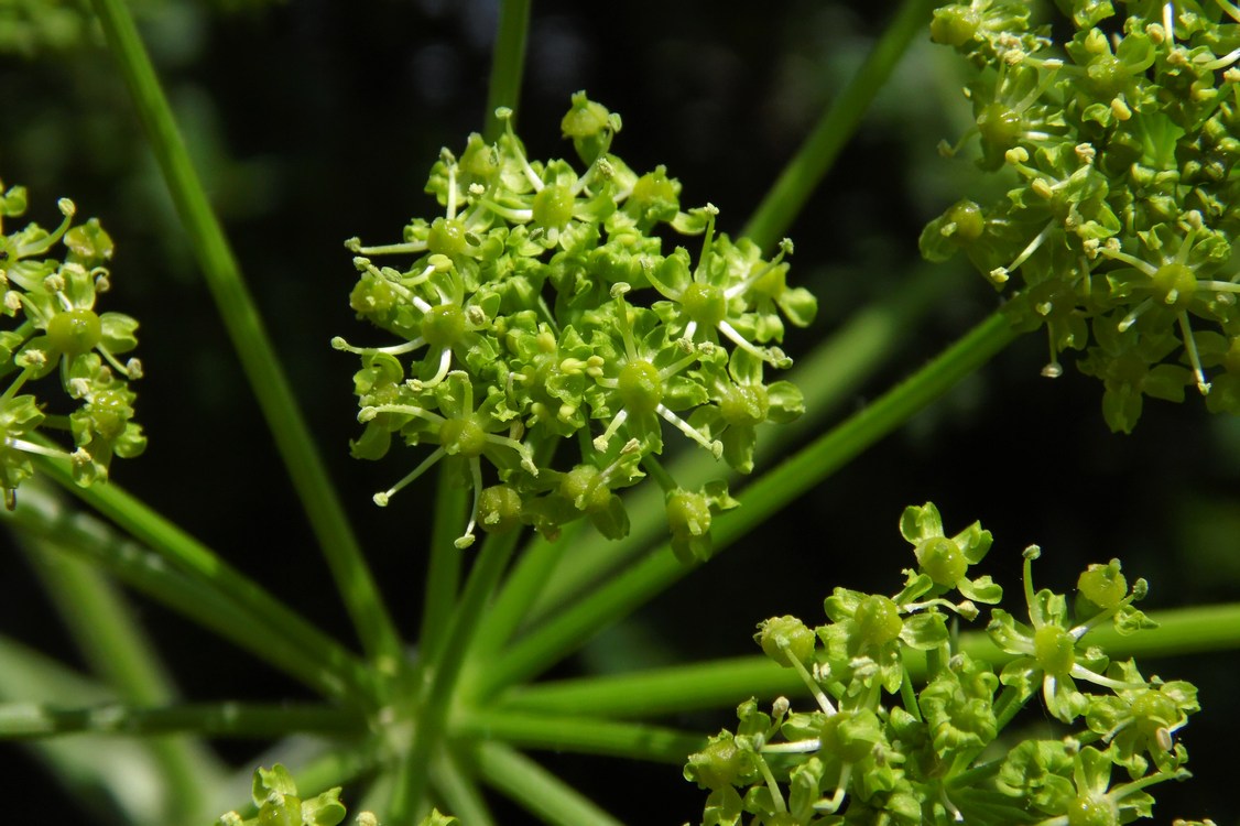 Изображение особи Heracleum sibiricum.