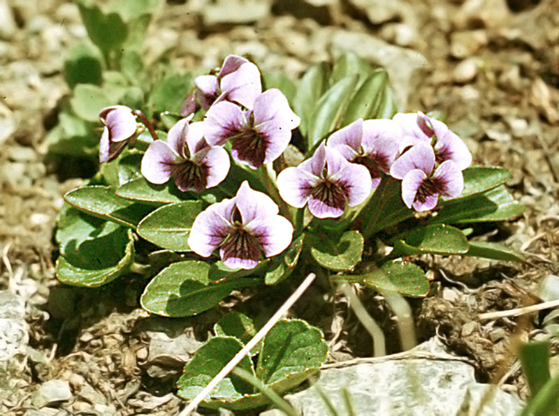 Image of Viola thianschanica specimen.