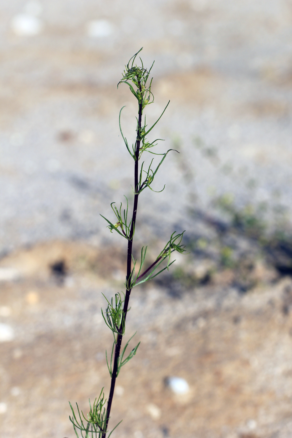 Изображение особи Artemisia campestris.