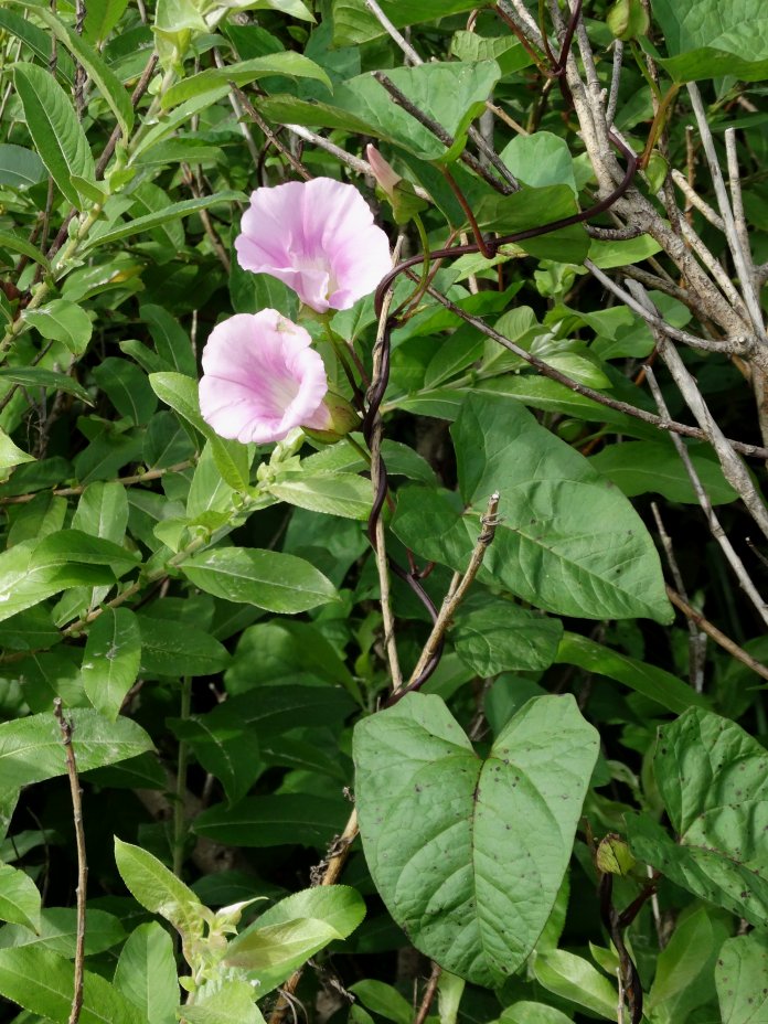 Изображение особи Calystegia inflata.