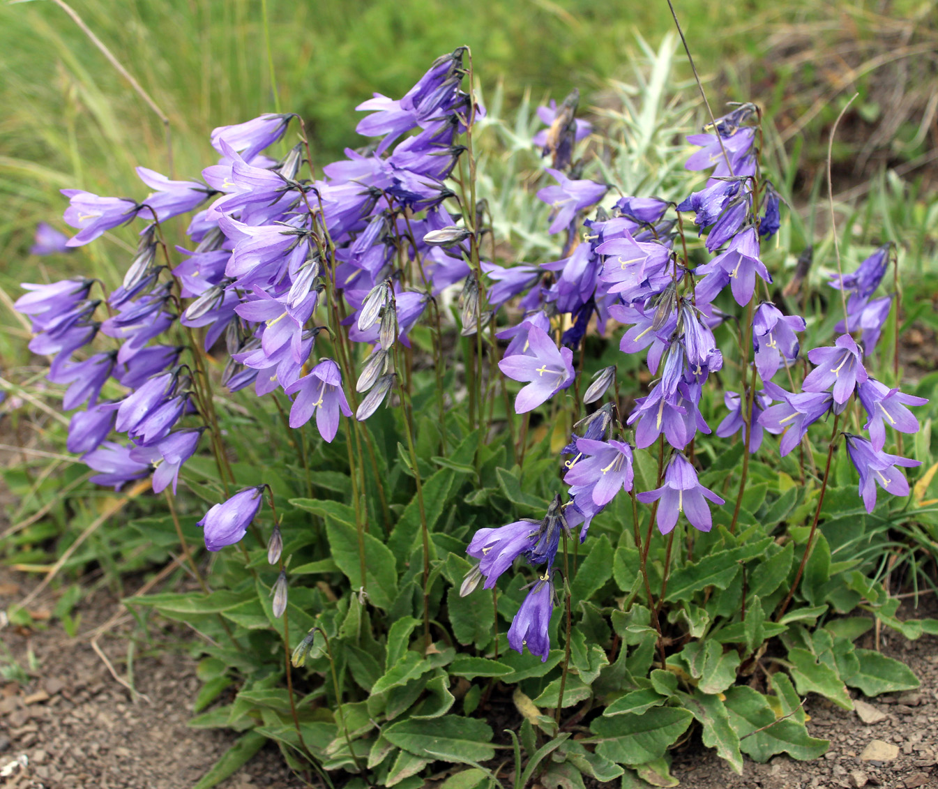 Image of Campanula collina specimen.