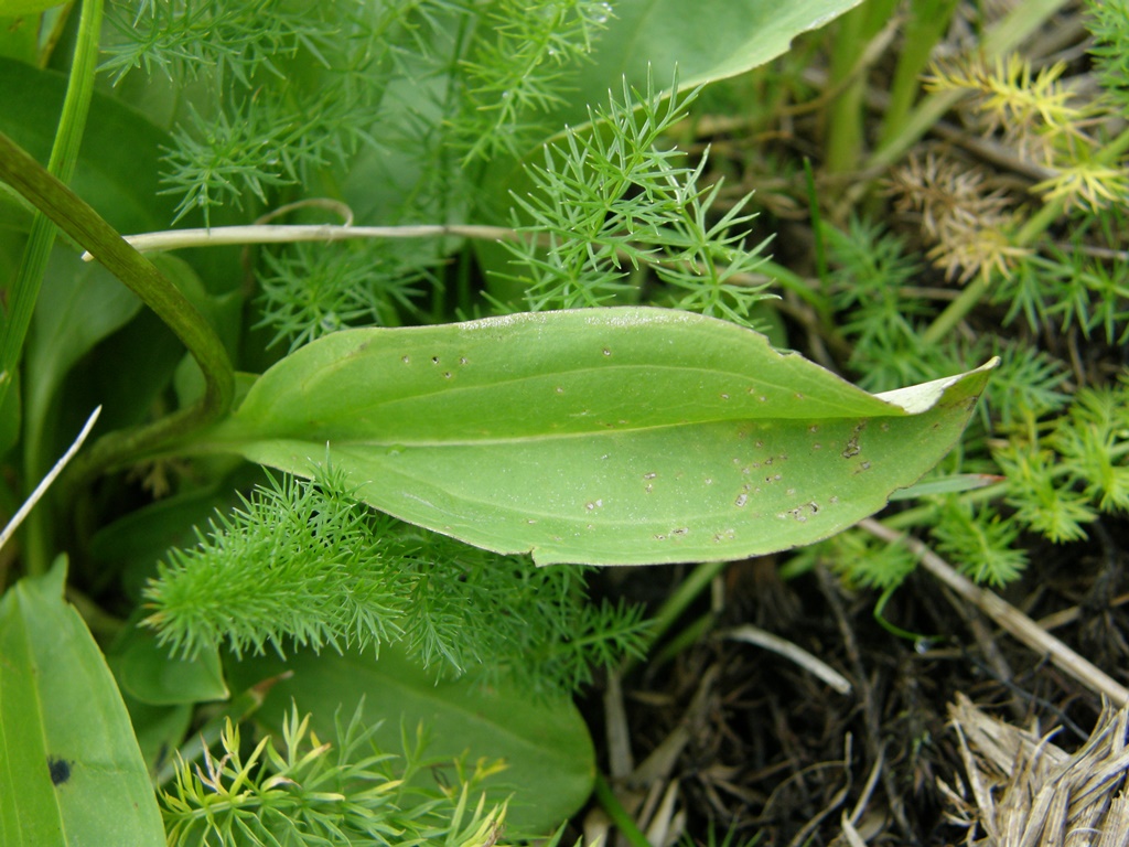 Image of Swertia obtusa specimen.