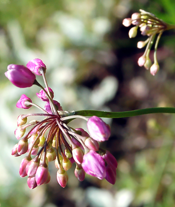 Image of Allium rubens specimen.