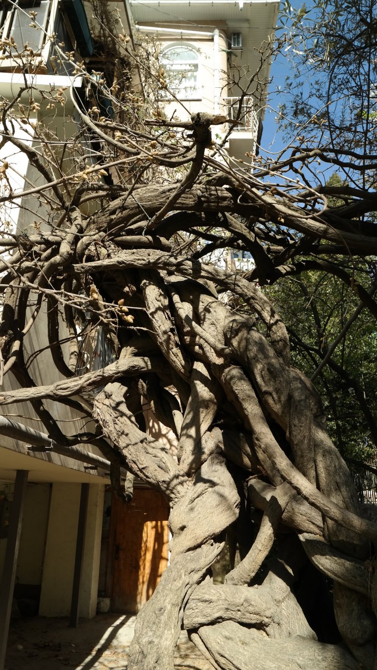 Image of Wisteria sinensis specimen.
