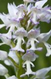 Orchis militaris