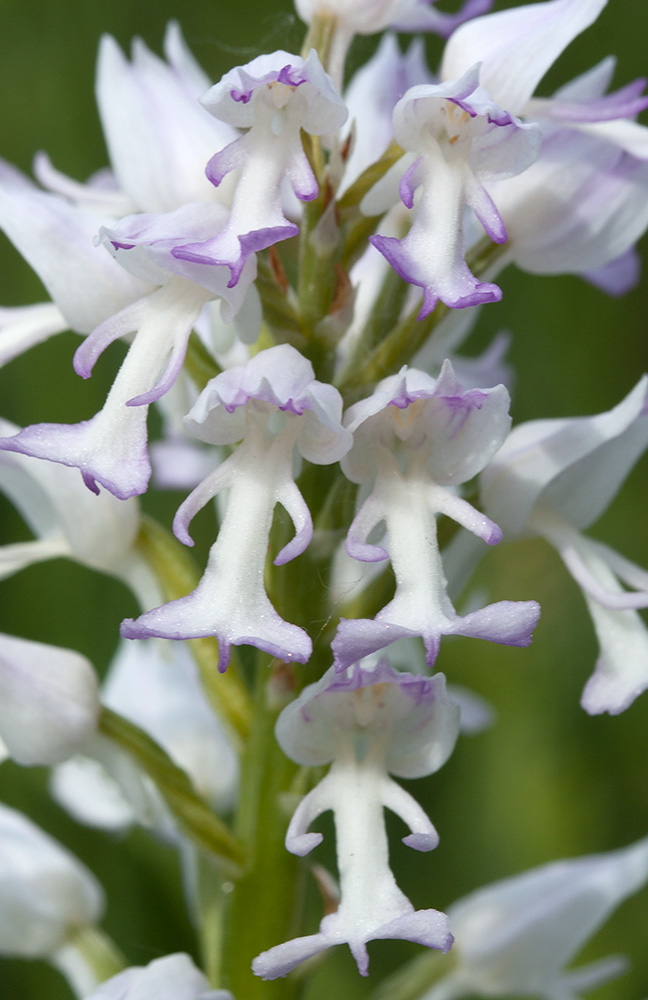 Изображение особи Orchis militaris.