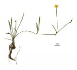 Ranunculus flammula