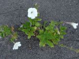 Petunia &times; atkinsiana