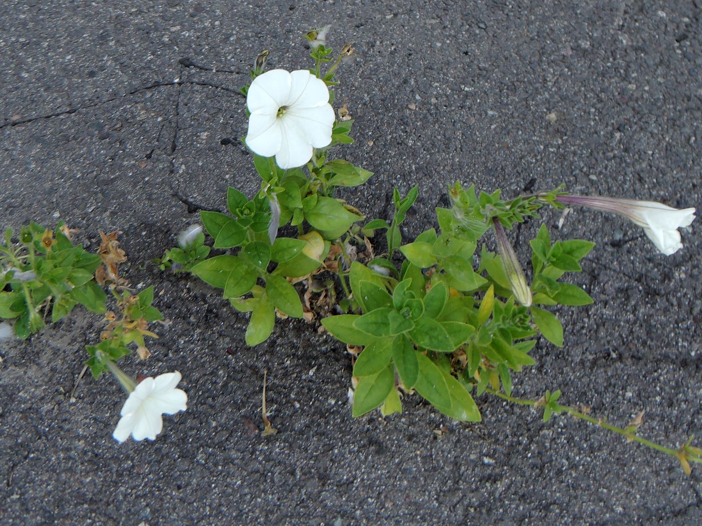 Image of Petunia &times; atkinsiana specimen.