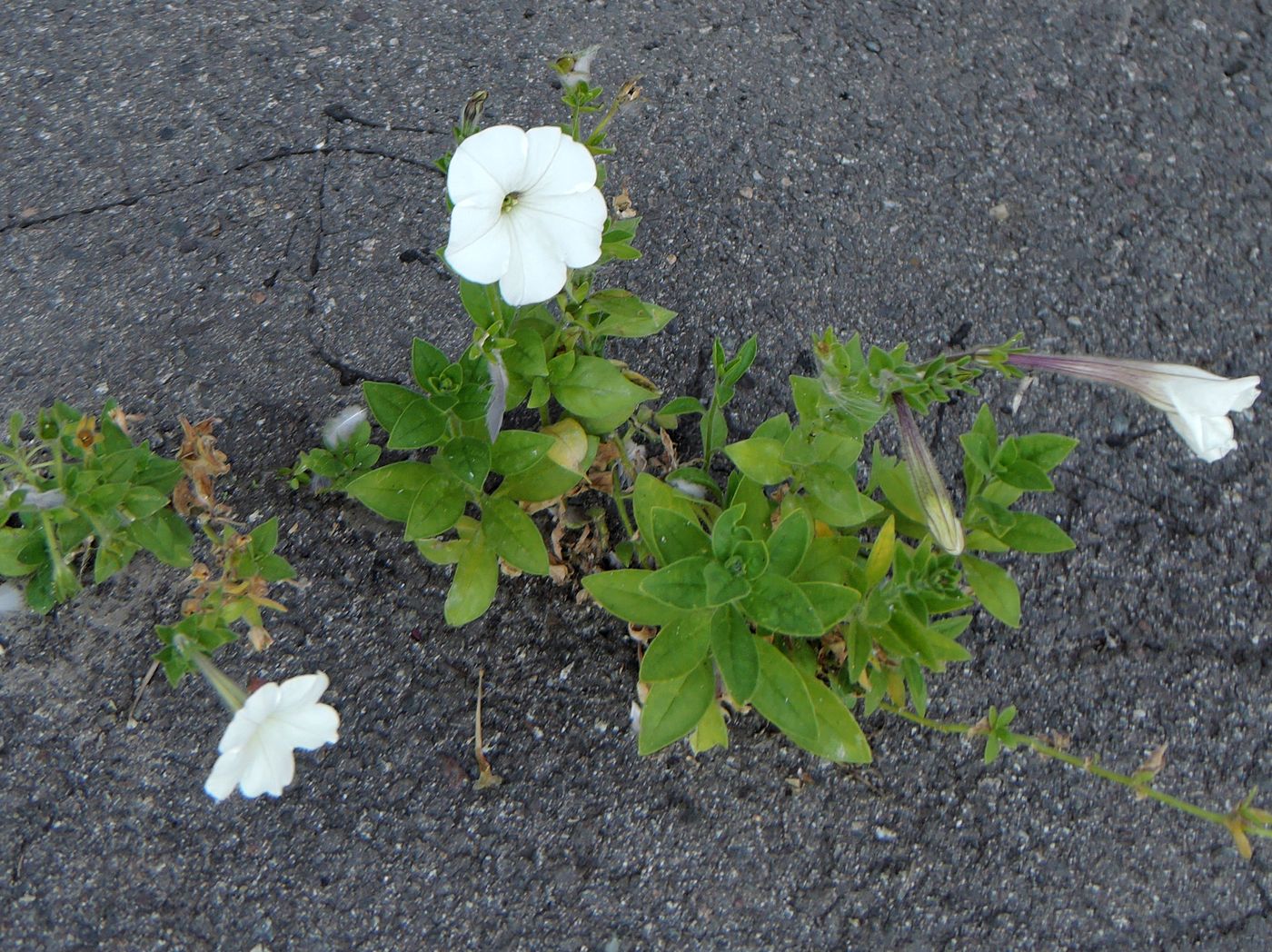 Изображение особи Petunia &times; hybrida.