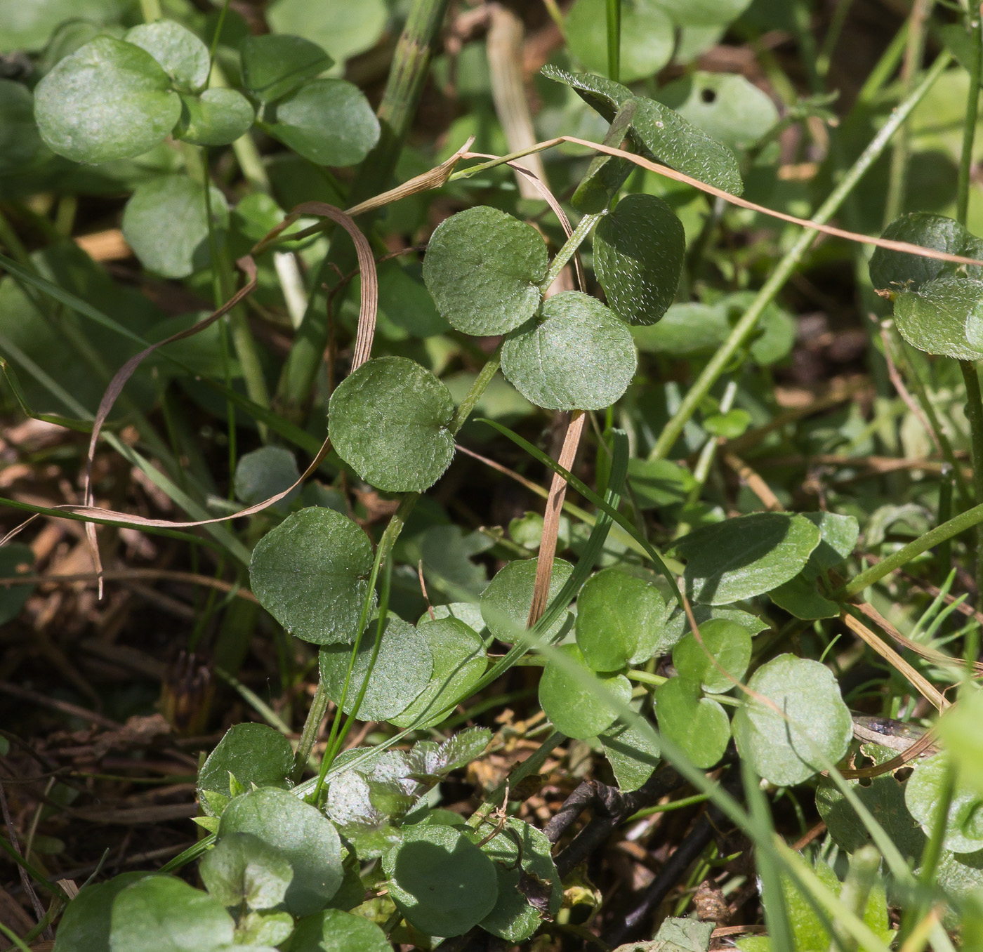 Изображение особи Cardamine pratensis.