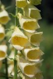 Digitalis grandiflora. Часть соцветия. Пермский край, Кишертский р-н, окр. дер. Частые, заказник \"Предуралье\", злаково-разнотравный луг. 08.07.2014.