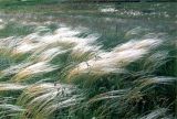 Stipa lessingiana