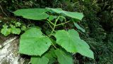 Paulownia tomentosa. Молодое растение. Краснодарский край, Сочи, окр. Хосты, Тисо-Самшитовая роща. 24.09.2016.