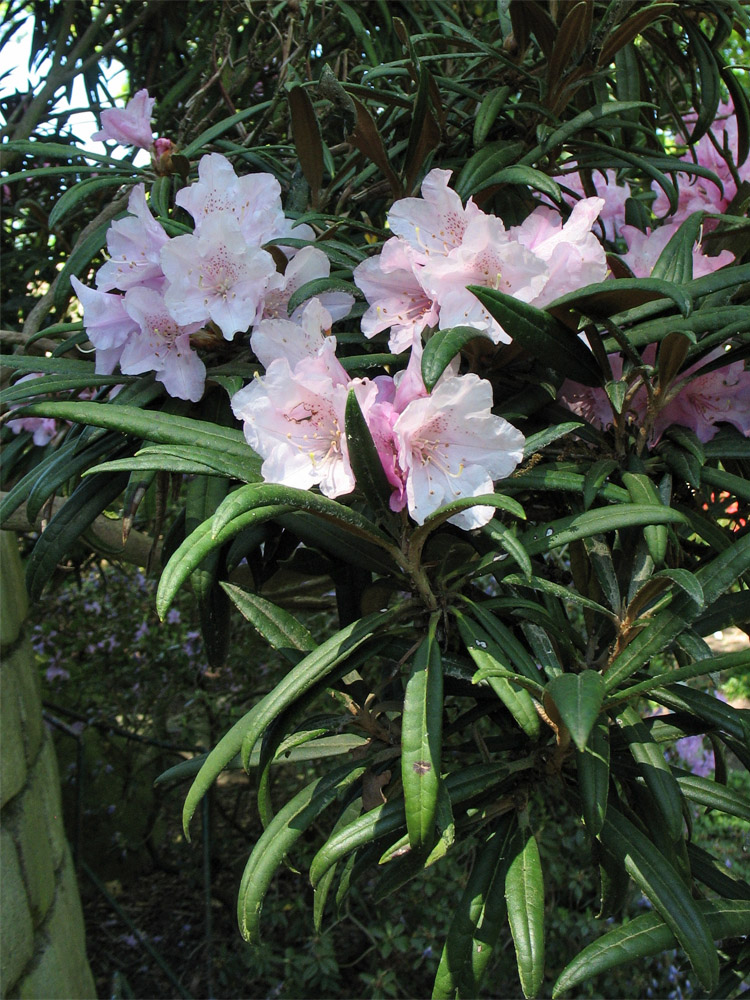 Изображение особи Rhododendron makinoi.