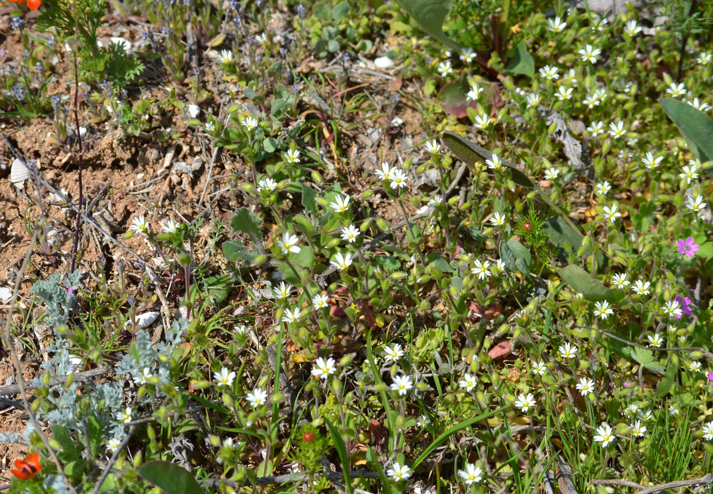 Изображение особи Cerastium syvaschicum.