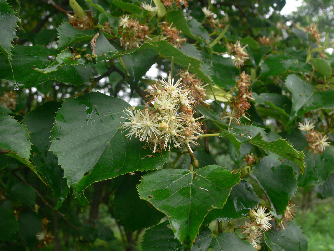 Изображение особи Tilia amurensis.